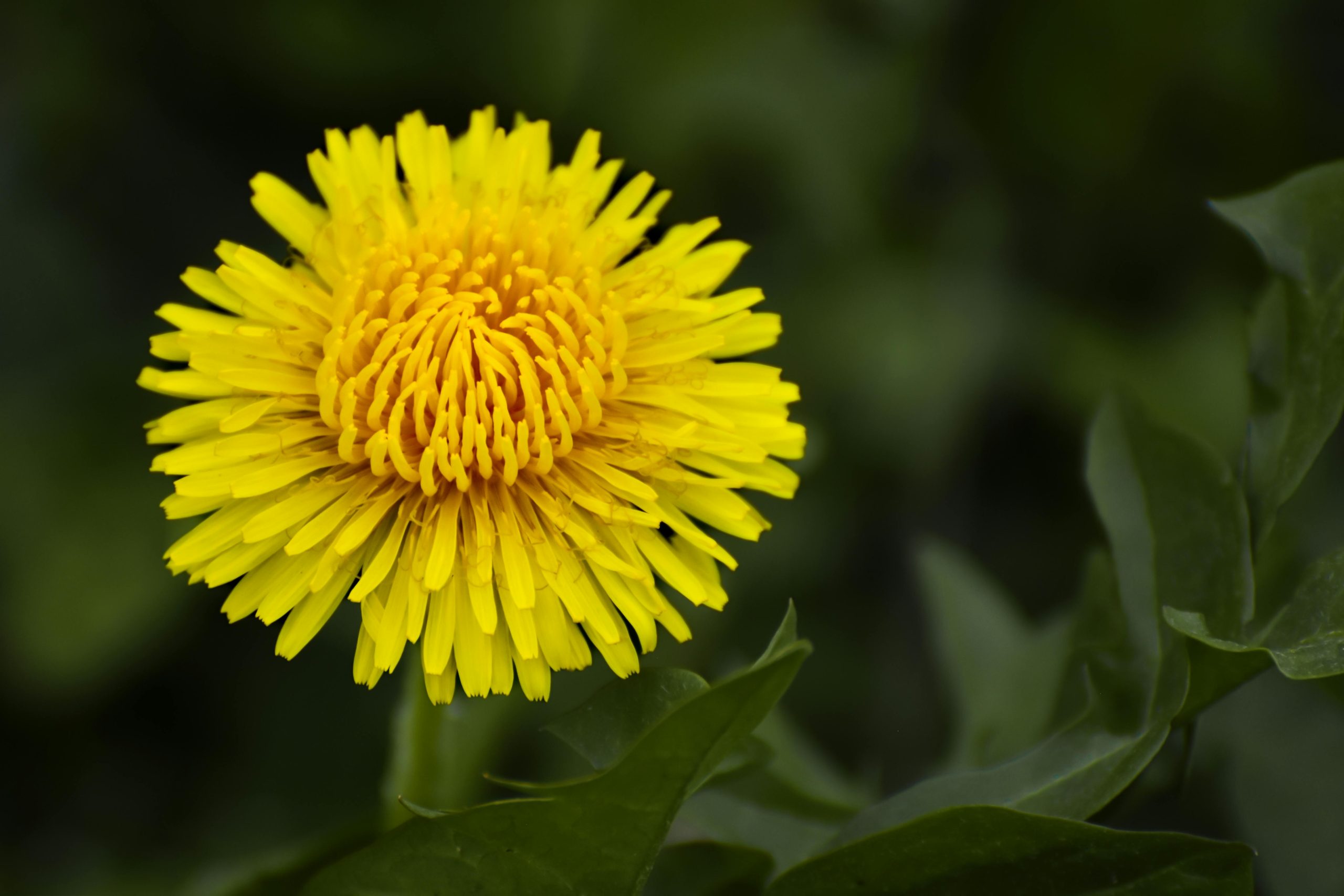 Natural Support for Stress & Anxiety.